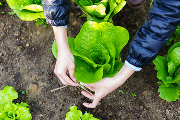 Image showing Agriculture of lettuce 