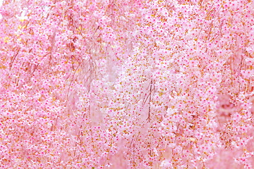 Image showing Sakura tree