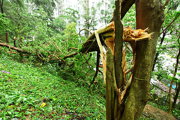 Image showing Demaged after typhoon