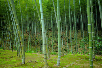 Image showing Bamboo forest