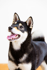 Image showing Japnese Shiba inu dog