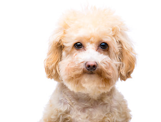 Image showing Poodle dog