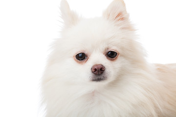 Image showing White pomeranian