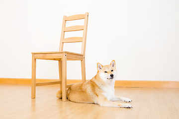 Image showing Brown shiba with chair at home