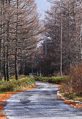 Image showing Pine tree with pathway