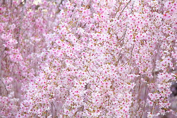 Image showing Weeping sakura