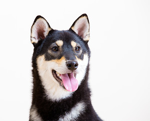 Image showing Black shiba smile