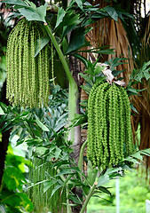 Image showing Palm tree seed