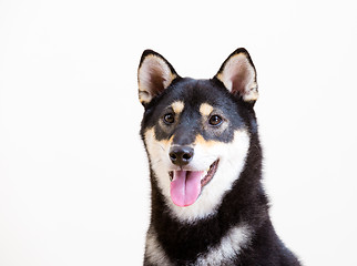 Image showing Black shiba inu dog smile