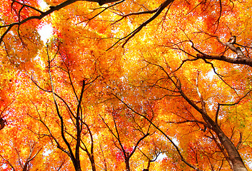 Image showing Red maple tree forest