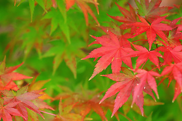 Image showing Color changing maple leave