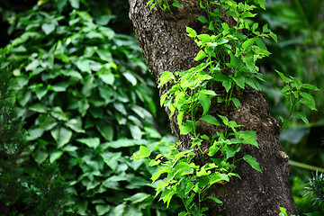 Image showing Tree trunk