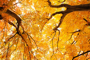 Image showing Autumn maple tree