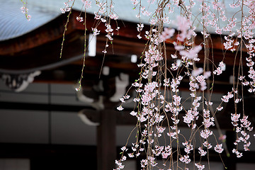 Image showing Weeping sakura infront of japanese temple