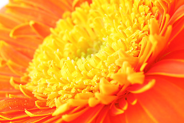 Image showing Orange daisy close up