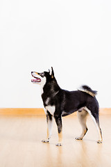 Image showing Shiba in black