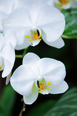 Image showing Whte orchid flower
