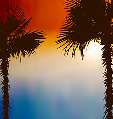 Image showing Tropical palm trees, sunset background