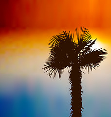 Image showing Tropical background with palm tree at sunset