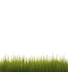 Image showing Green grass isolated on white background
