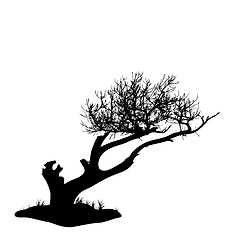 Image showing Tree silhouette isolated on white background