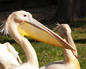 Image showing Pelican