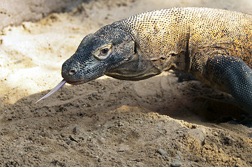 Image showing Komodo dragon