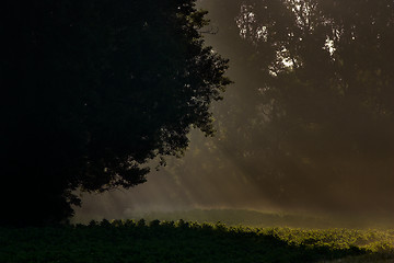 Image showing Morning light