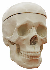 Image showing Skeleton skull