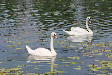 Image showing Two white swans