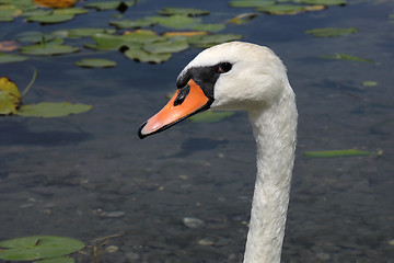 Image showing Swan