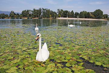 Image showing Flock of swans