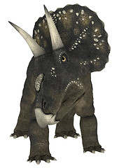 Image showing Dinosaur Diceratops