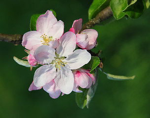 Image showing Apple blossoms in spring 