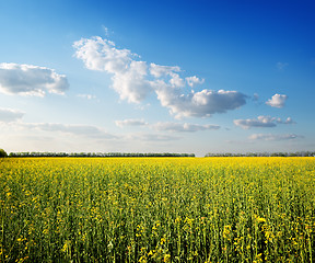 Image showing Field of yellow flowers