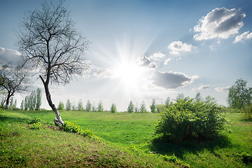 Image showing Spring in the field