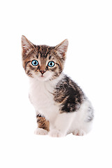 Image showing White and Brown tabby cat with blue eyes