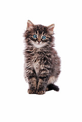 Image showing Adorable fluffy tabby cat