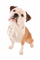 Image showing Old English Bulldog Sitting on White Background