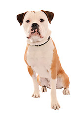 Image showing Old English Bulldog Sitting on White