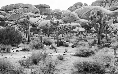 Image showing Joshua Tree