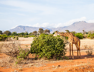 Image showing Free Giraffe in Kenya