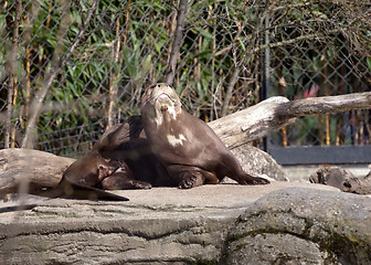 Image showing seal in zoo