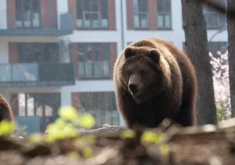 Image showing brown bear in the city