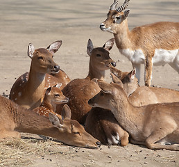 Image showing deers family
