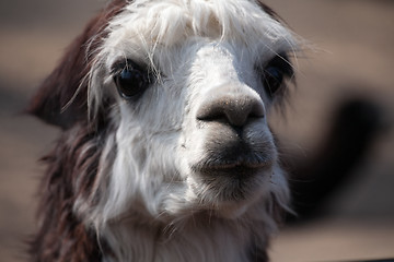 Image showing llama alpaca portrait