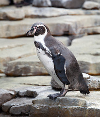 Image showing penguin