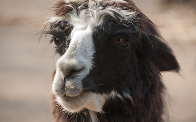 Image showing llama alpaca portrait