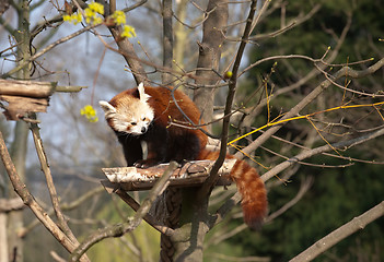 Image showing red panda