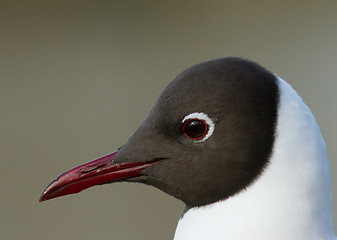 Image showing Black-headed Gul